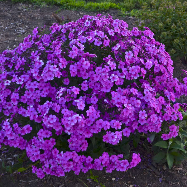 'Cloudburst' Tall Cushion Phlox - Image 3
