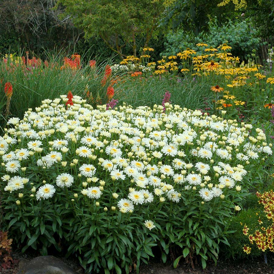 'Coconut' Double Shasta Daisy (Leucanthemum) - Image 2