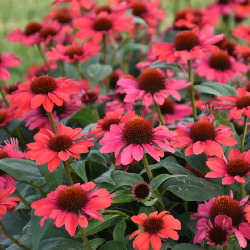 Color Coded™ 'Knock 'em Red' Coneflower (Echinacea)