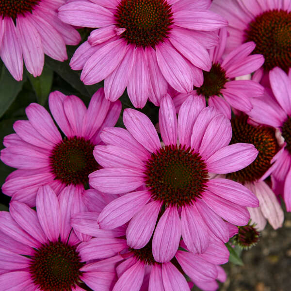 Color Coded® 'The Fuchsia is Bright' Coneflower (Echinacea) - Image 3