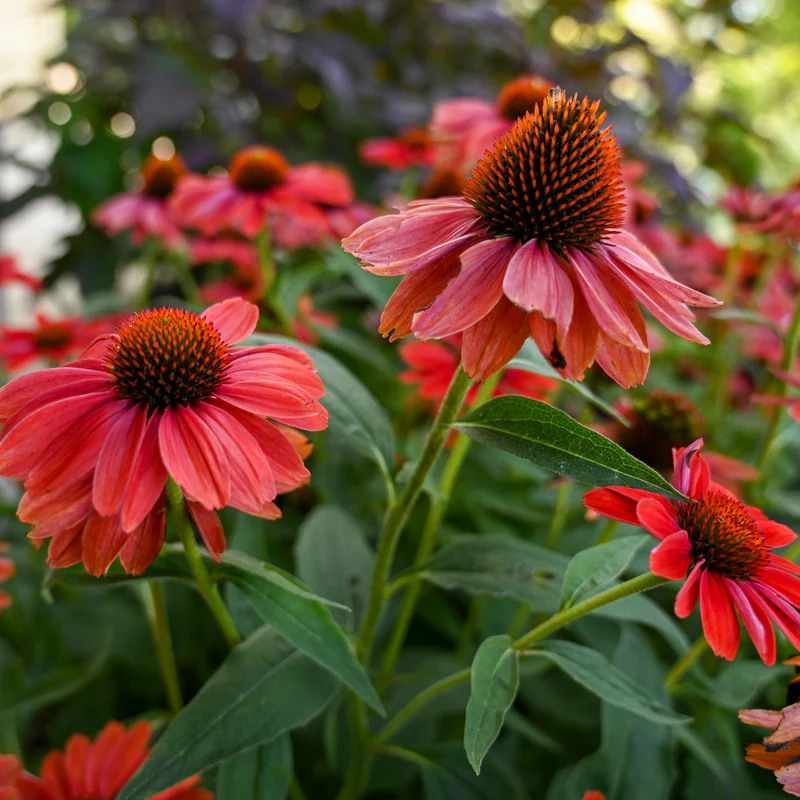Color Coded™ 'Frankly Scarlet' Coneflower (Echinacea)
