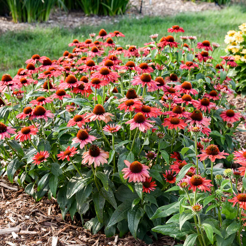 Color Coded™ 'Frankly Scarlet' Coneflower (Echinacea) - Image 2