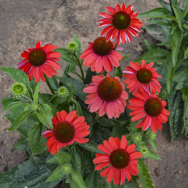 Color Coded™ 'Frankly Scarlet' Coneflower (Echinacea) - Image 3