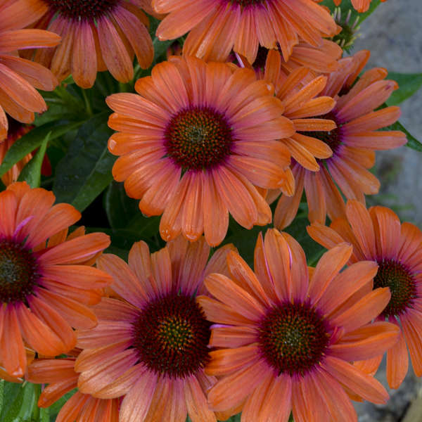 Color Coded™ 'Orange You Awesome' Coneflower (Echinacea)
