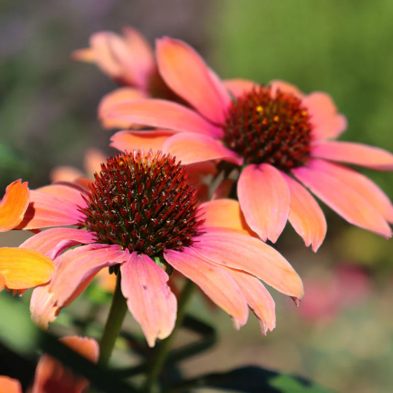 Color Coded™ 'Orange You Awesome' Coneflower (Echinacea) - Image 3