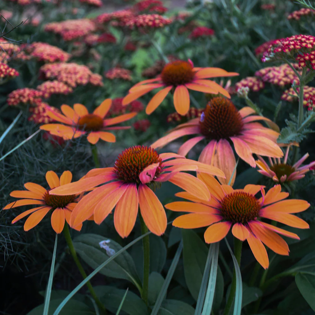 Color Coded™ 'Orange You Awesome' Coneflower (Echinacea) - Image 4