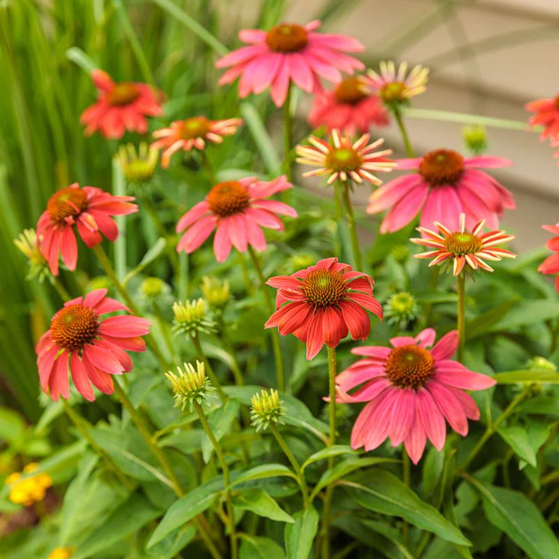 Color Coded™ 'Orange You Awesome' Coneflower (Echinacea) - Image 5