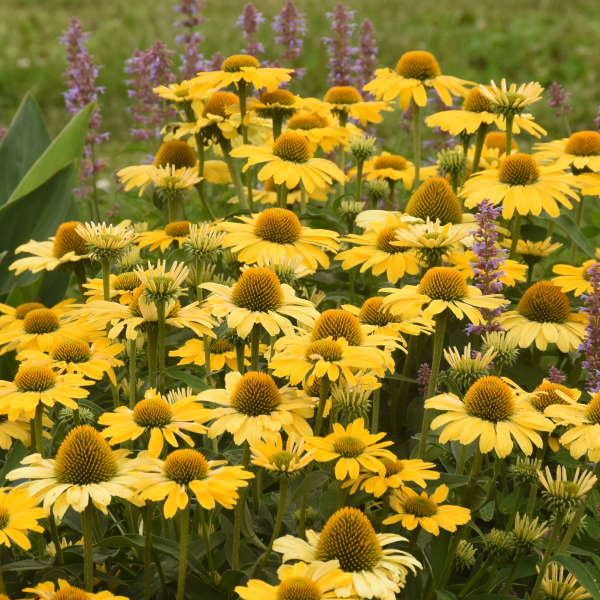 Color Coded™ 'Yellow My Darling' Coneflower (Echinacea)