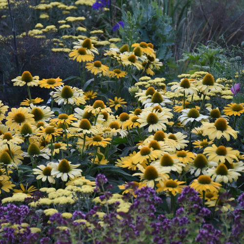 Color Coded™ 'Yellow My Darling' Coneflower (Echinacea) - Image 2