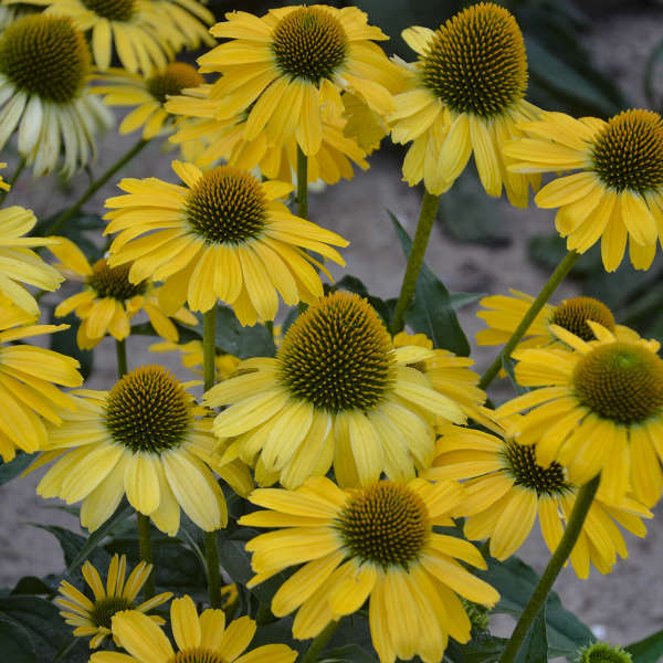 Color Coded™ 'Yellow My Darling' Coneflower (Echinacea) - Image 4
