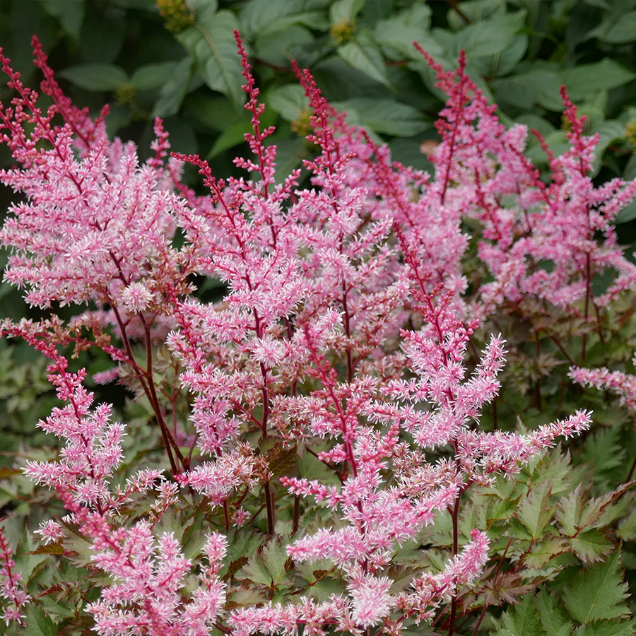 Color Flash® Astilbe