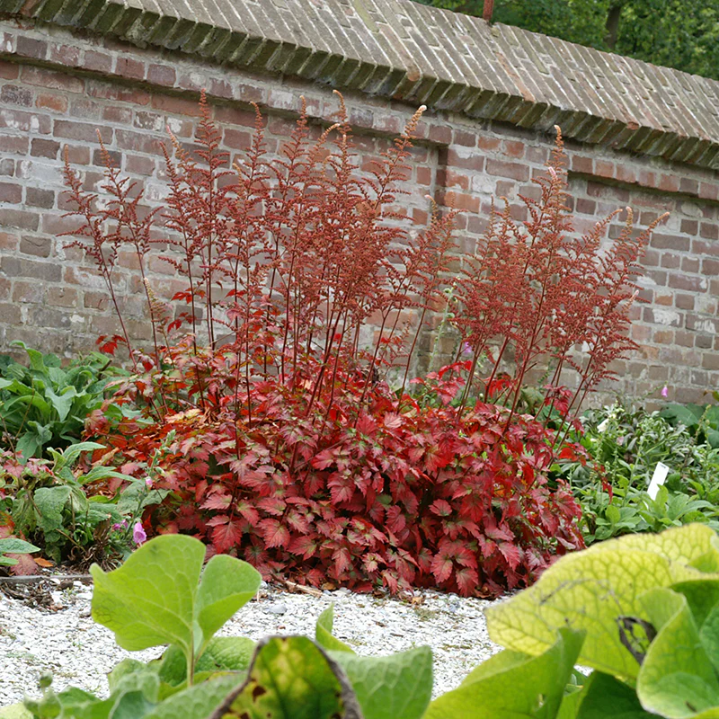 Color Flash® Astilbe - Image 4