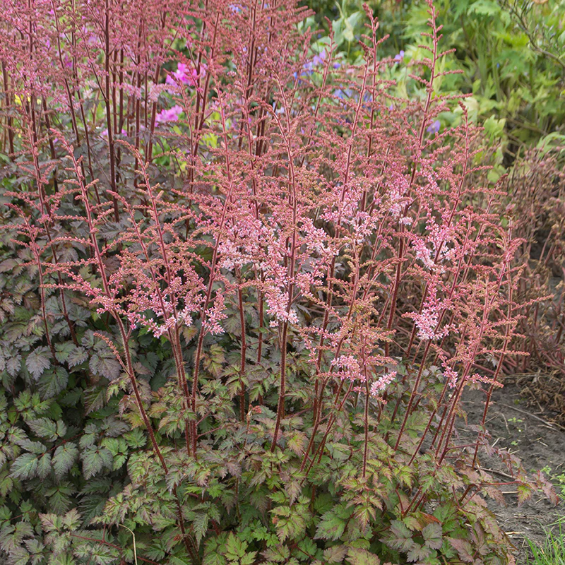 Color Flash® Astilbe - Image 6