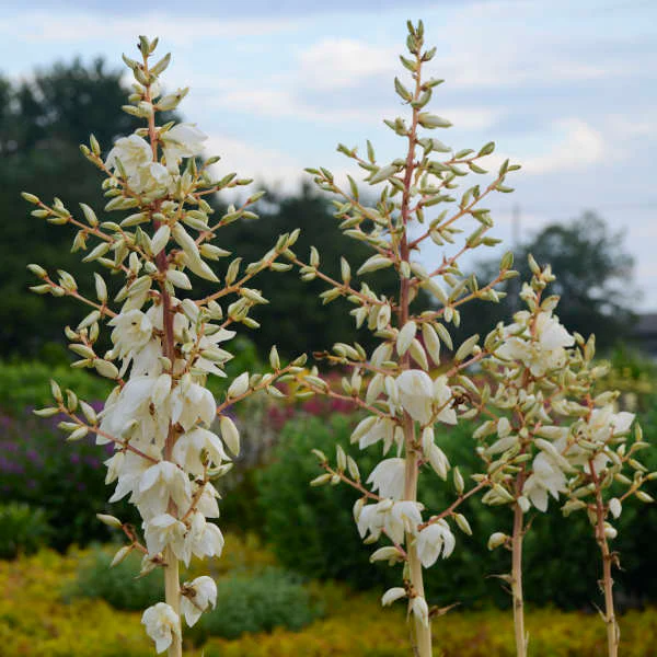 'Color Guard' Yucca - Image 2