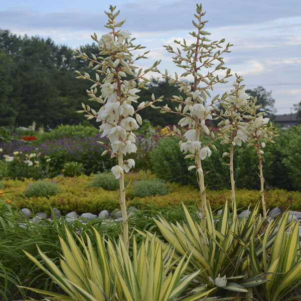 'Color Guard' Yucca - Image 3