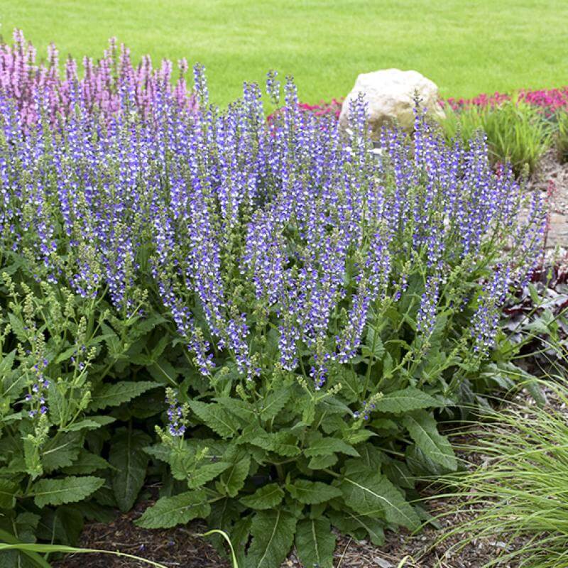Color Spires® 'Azure Snow' Salvia - Image 6