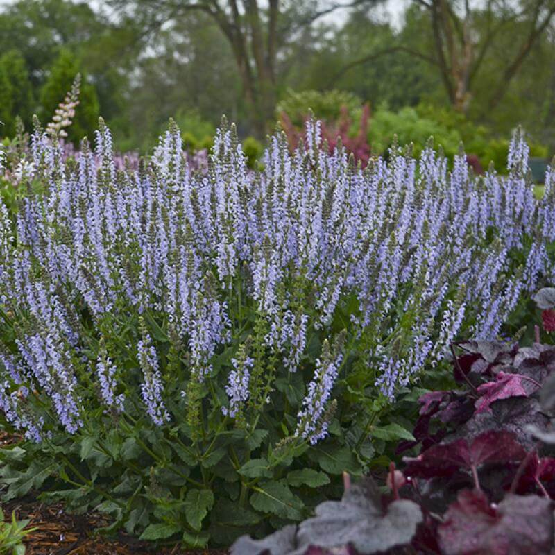 Color Spires® 'Crystal Blue' Salvia - Image 3