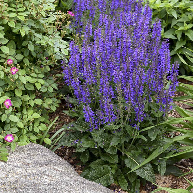 Color Spires® 'Indiglo Girl' Salvia - Image 3
