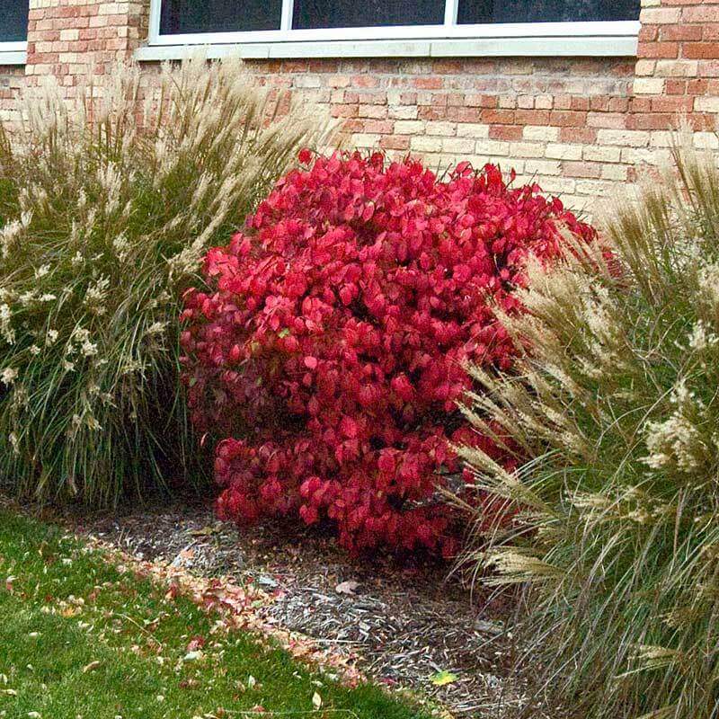 'Compactus' Burning Bush - Image 3
