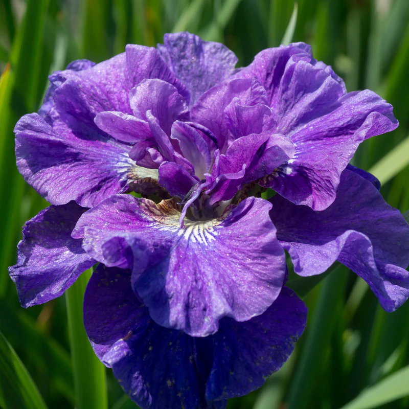 'Concord Crush' Siberian Iris - Image 2