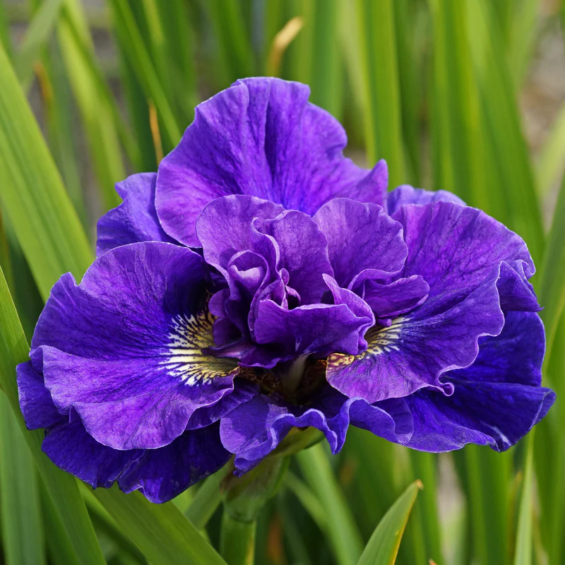 'Concord Crush' Siberian Iris - Image 4
