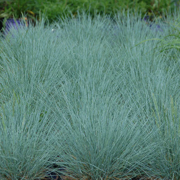 'Cool as Ice' Blue Fescue (Festuca)