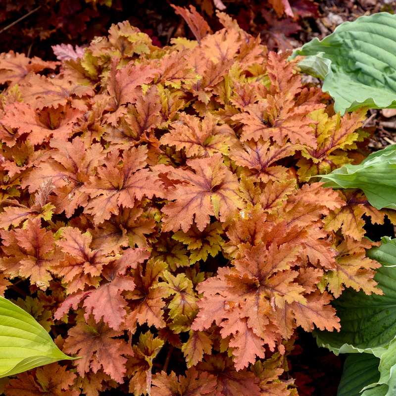 'Copper King' Foamy Bells (Heucherella)