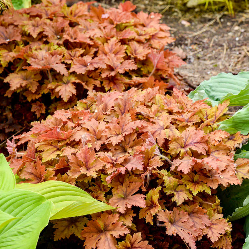 'Copper King' Foamy Bells (Heucherella) - Image 3