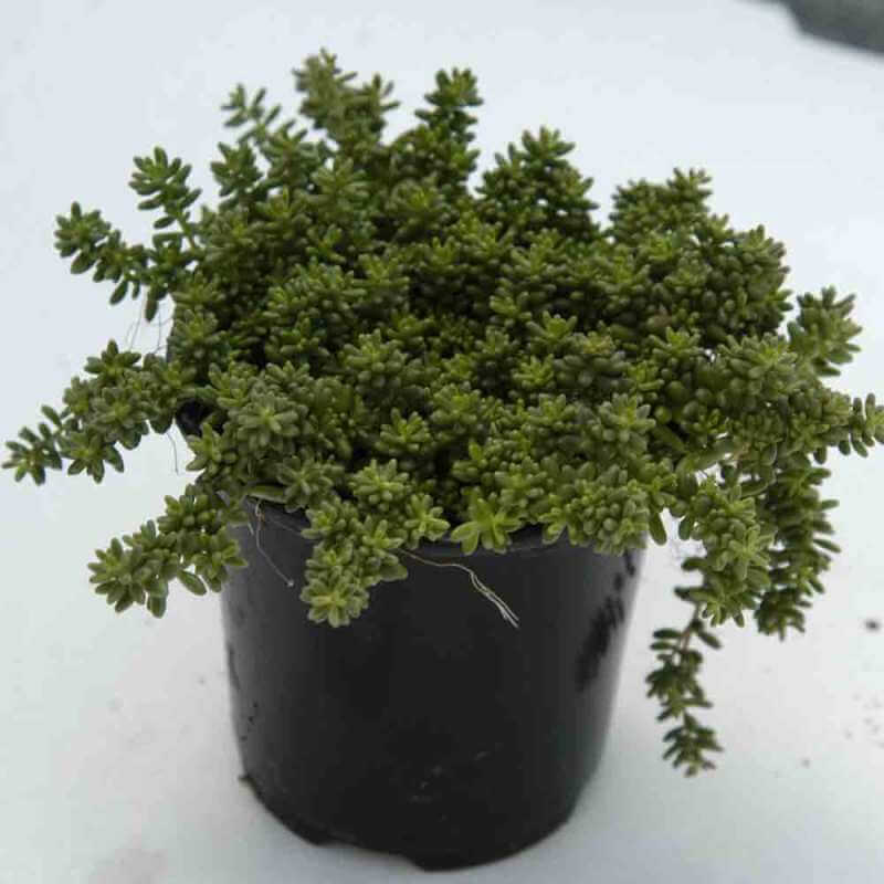 'Coral Carpet' Stonecrop (Sedum) - Image 4