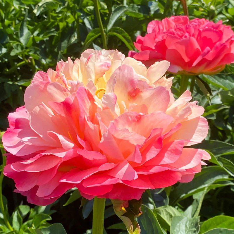 'Coral Sunset' Peony (Paeonia)