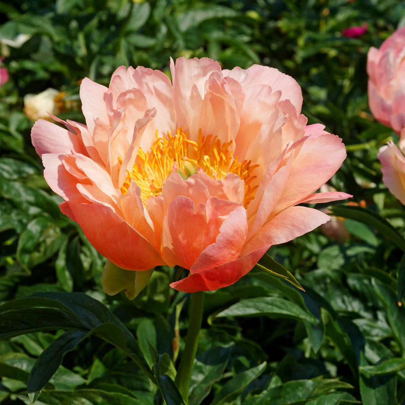 'Coral Sunset' Peony (Paeonia) - Image 2