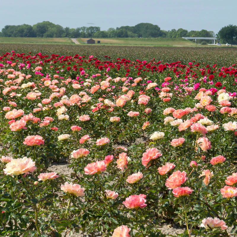 'Coral Sunset' Peony (Paeonia) - Image 4