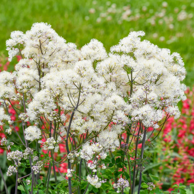 'Cotton Ball' Meadow Rue (Thalictrum) - Image 2