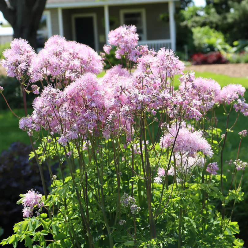'Cotton Candy' Meadow Rue (Thalictrum) - Image 2