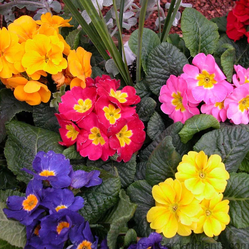 Crescendo® Mixed Primrose (Primula)