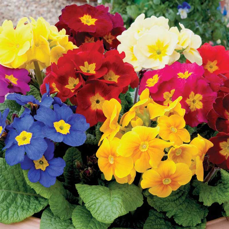 Crescendo® Mixed Primrose (Primula) - Image 2