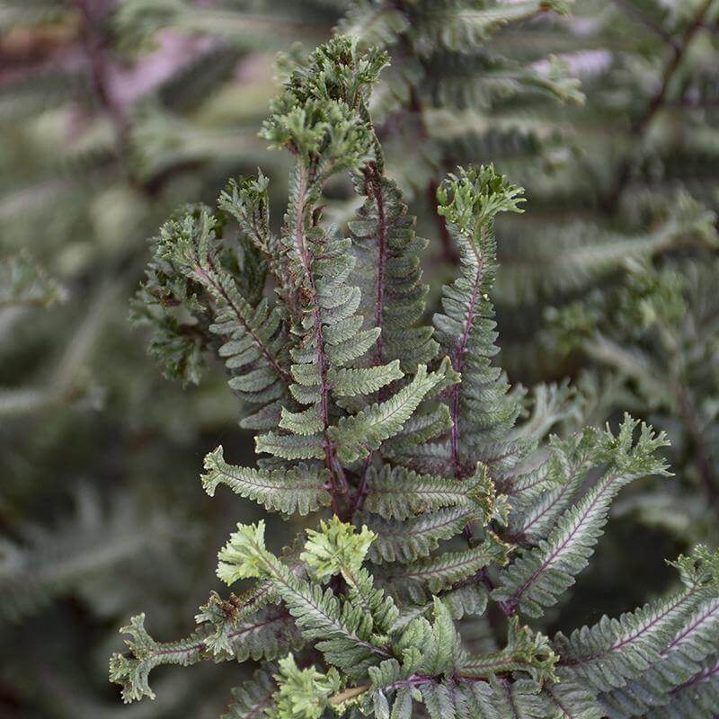 'Crested Surf' Japanese Painted Fern (Athyrium) - Image 3
