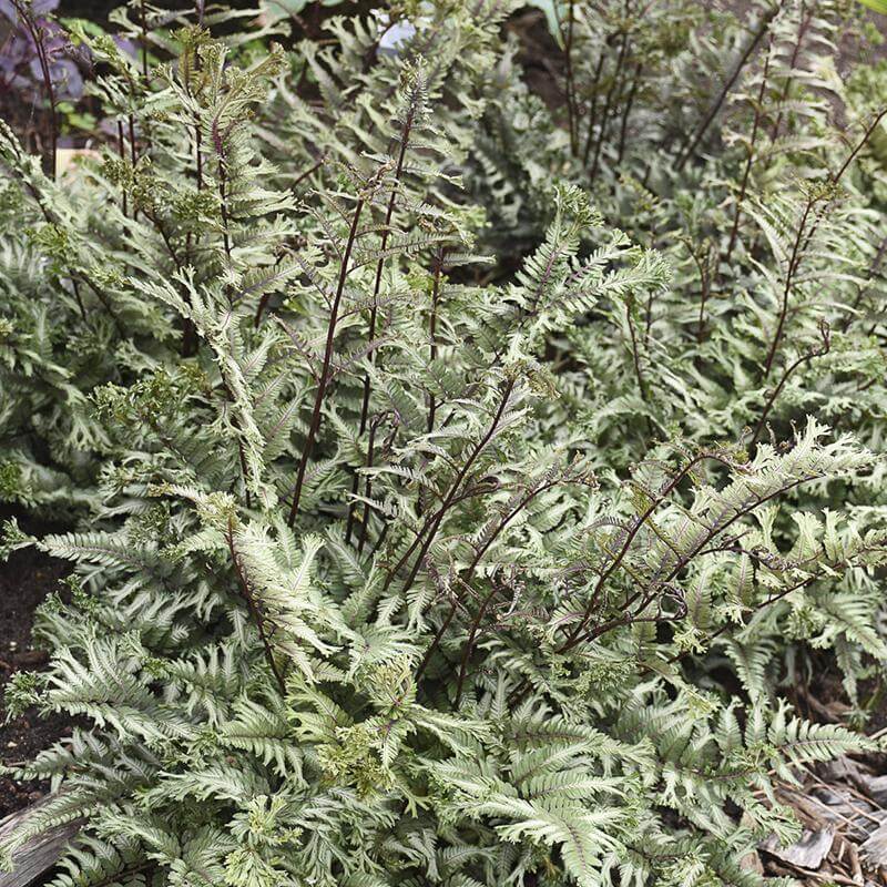 'Crested Surf' Japanese Painted Fern (Athyrium) - Image 4