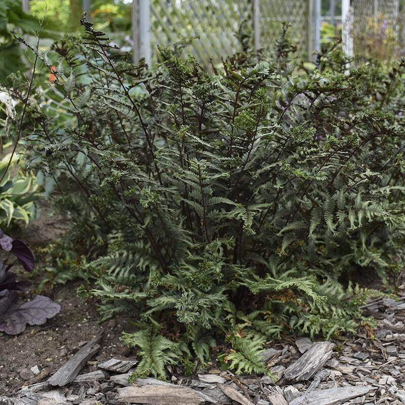 'Crested Surf' Japanese Painted Fern (Athyrium) - Image 5