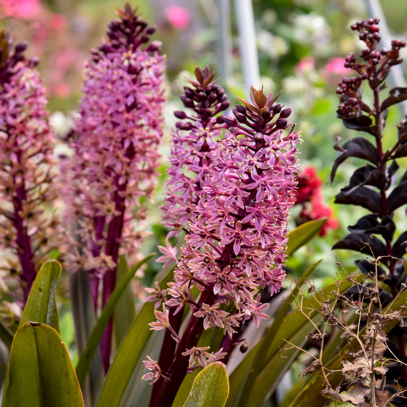 Crowning Glory™ ‘Purple Reign’ Pineapple Lily (Eucomis)