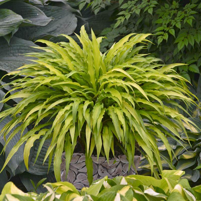 'Curly Fries' Hosta