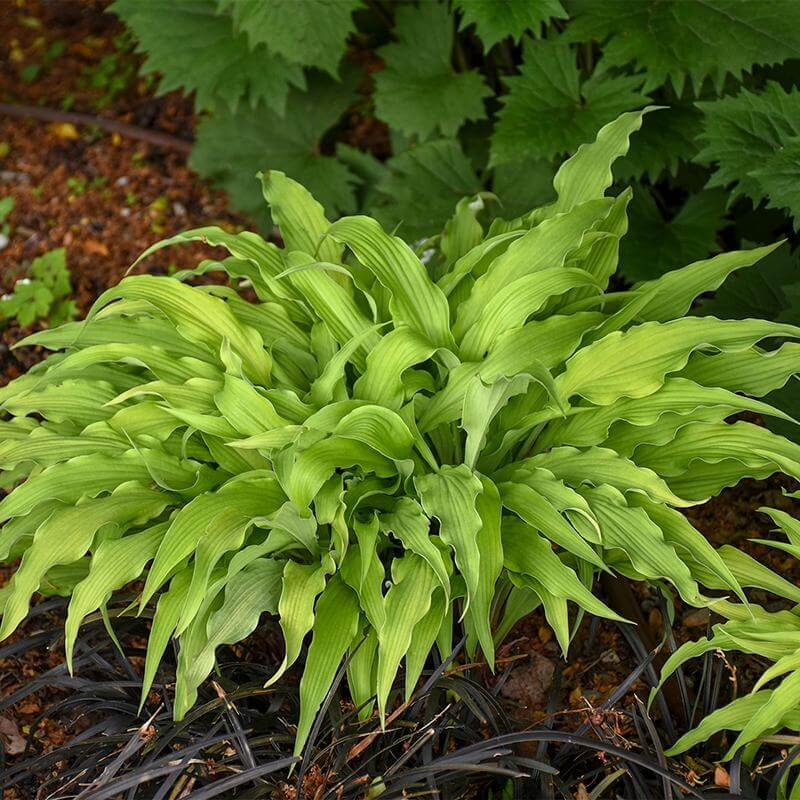'Curly Fries' Hosta - Image 2