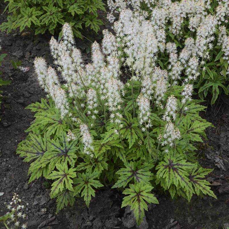 'Cutting Edge' Foamflower (Tiarella) - Image 3