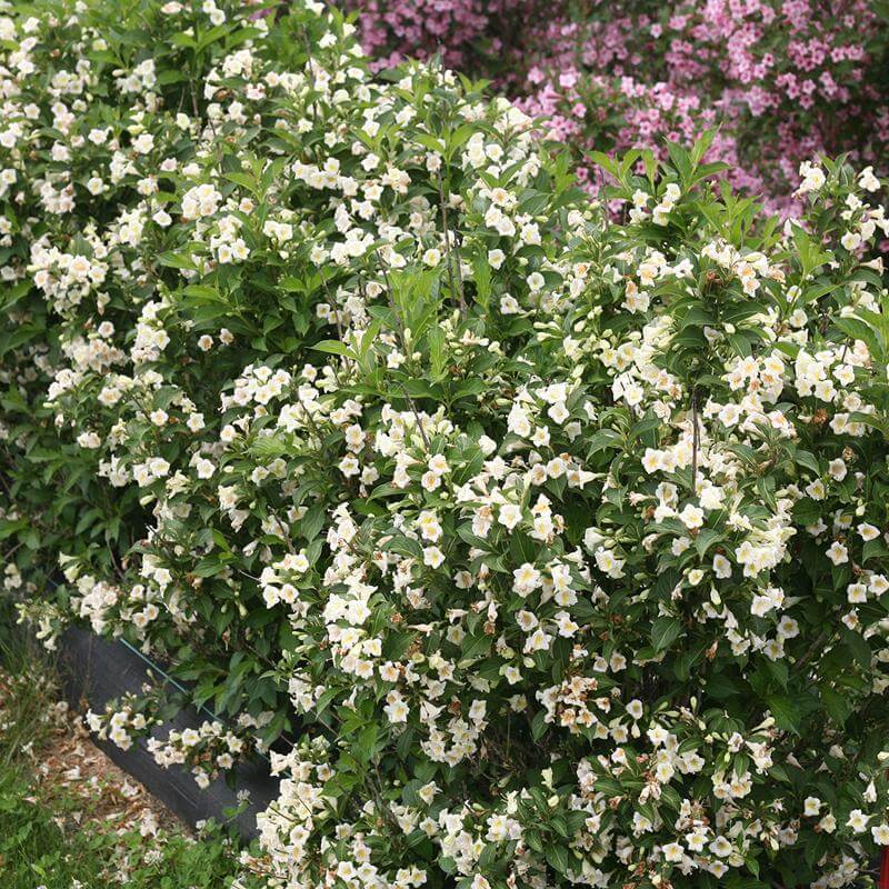Czechmark Sunny Side Up® Weigela