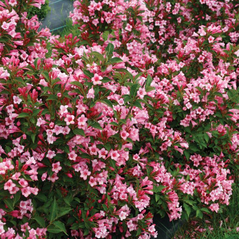 Czechmark Twopink® Weigela - Image 2