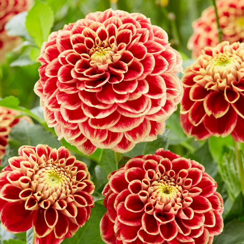 'Jowey Hubert' Dahlia