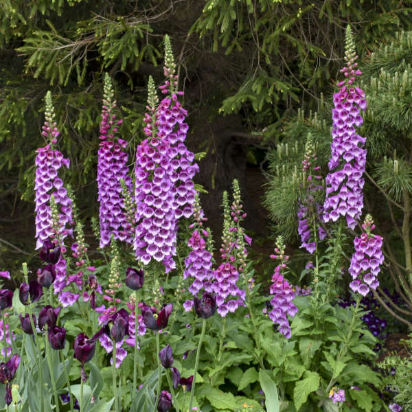 'Dalmatian Purple' Foxglove (Digitalis) - Image 2