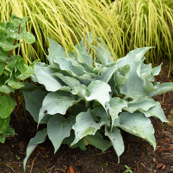 'Dancing with Dragons' Hosta