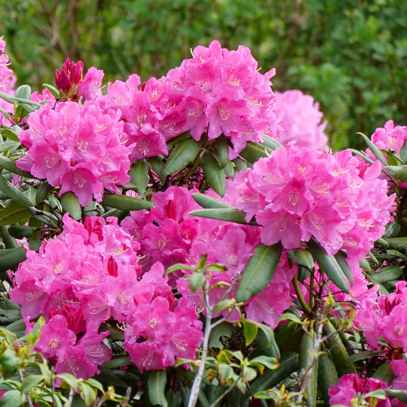 Dandy Man® Pink Rhododendron