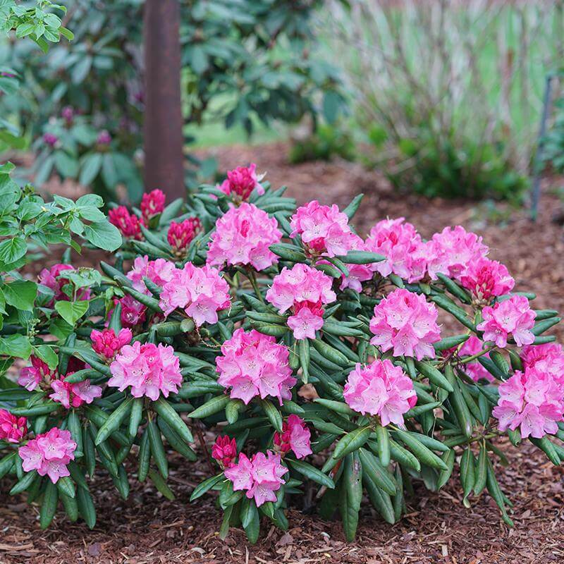 Dandy Man® Pink Rhododendron - Image 2